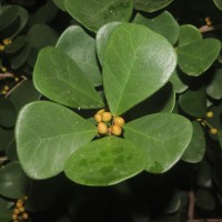 Ficus natalensis subsp. leprieurii (Miq.) C.C.Berg